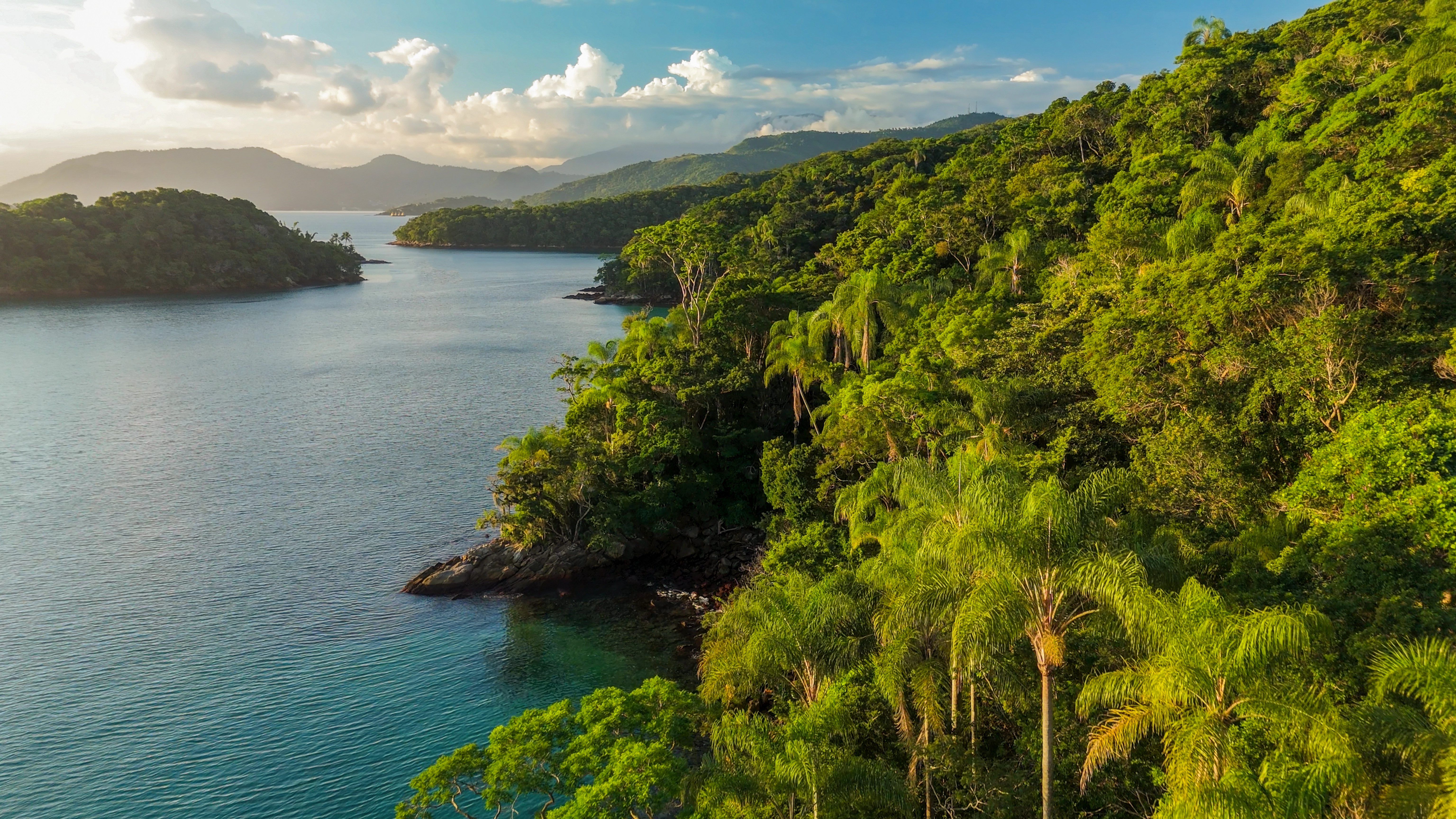 Rainforest at first light